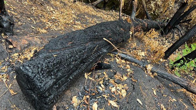 In Versilia sono state perlustrate le zone già colpite dall'incendio di Luglio