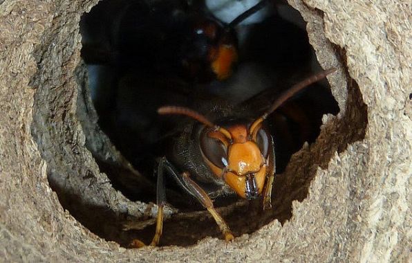 La vespa velutina